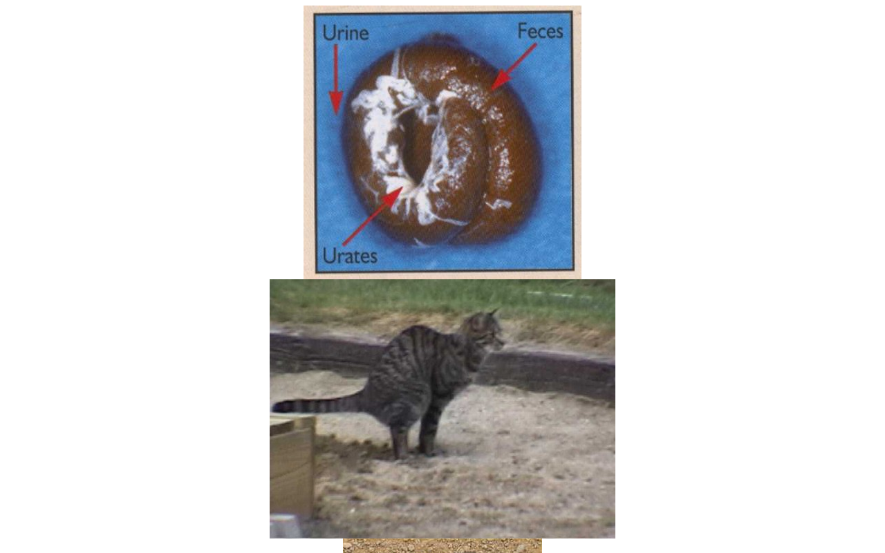 Screenshot of poopypoop.com